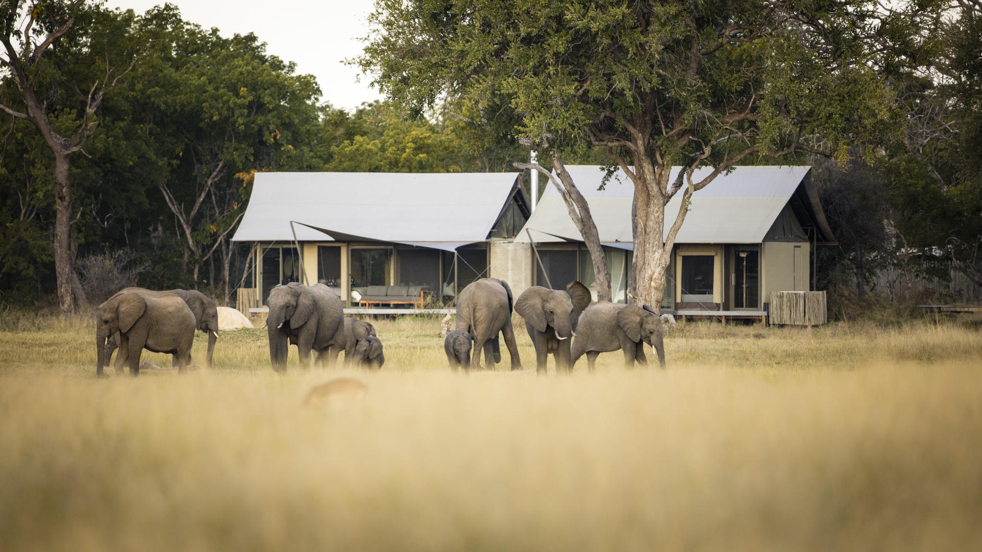 Wilderness Linkwasha, Hwange National Park, Zimbabwe