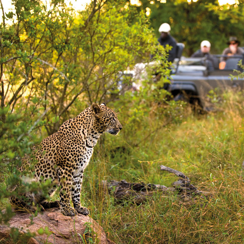 Lion Sands | Sabi Sand Game Reserve