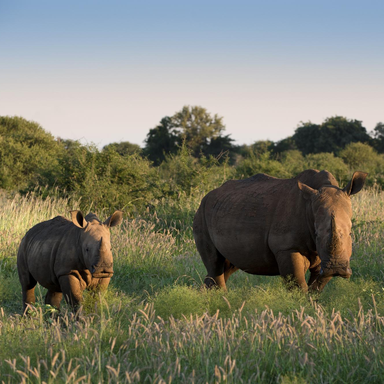 Malaria-Free Big Five Safari