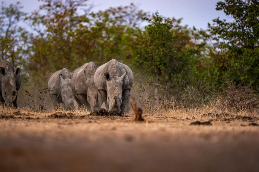 singita-pamushana-lodge_1