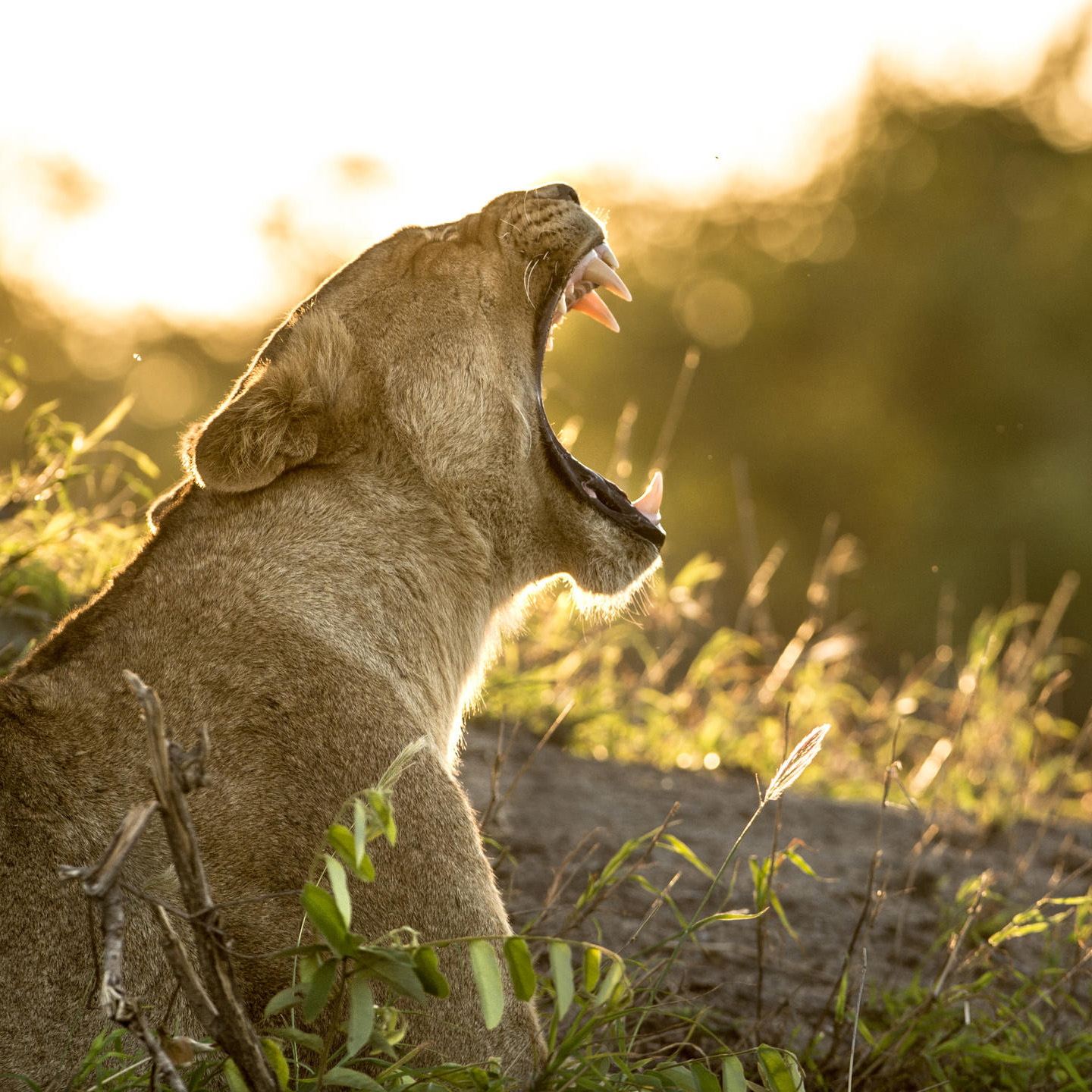 Romantic Winelands and Wildlife 