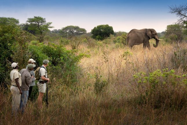 Big game walking safari, Phinda Private Game Reserve, South Africa