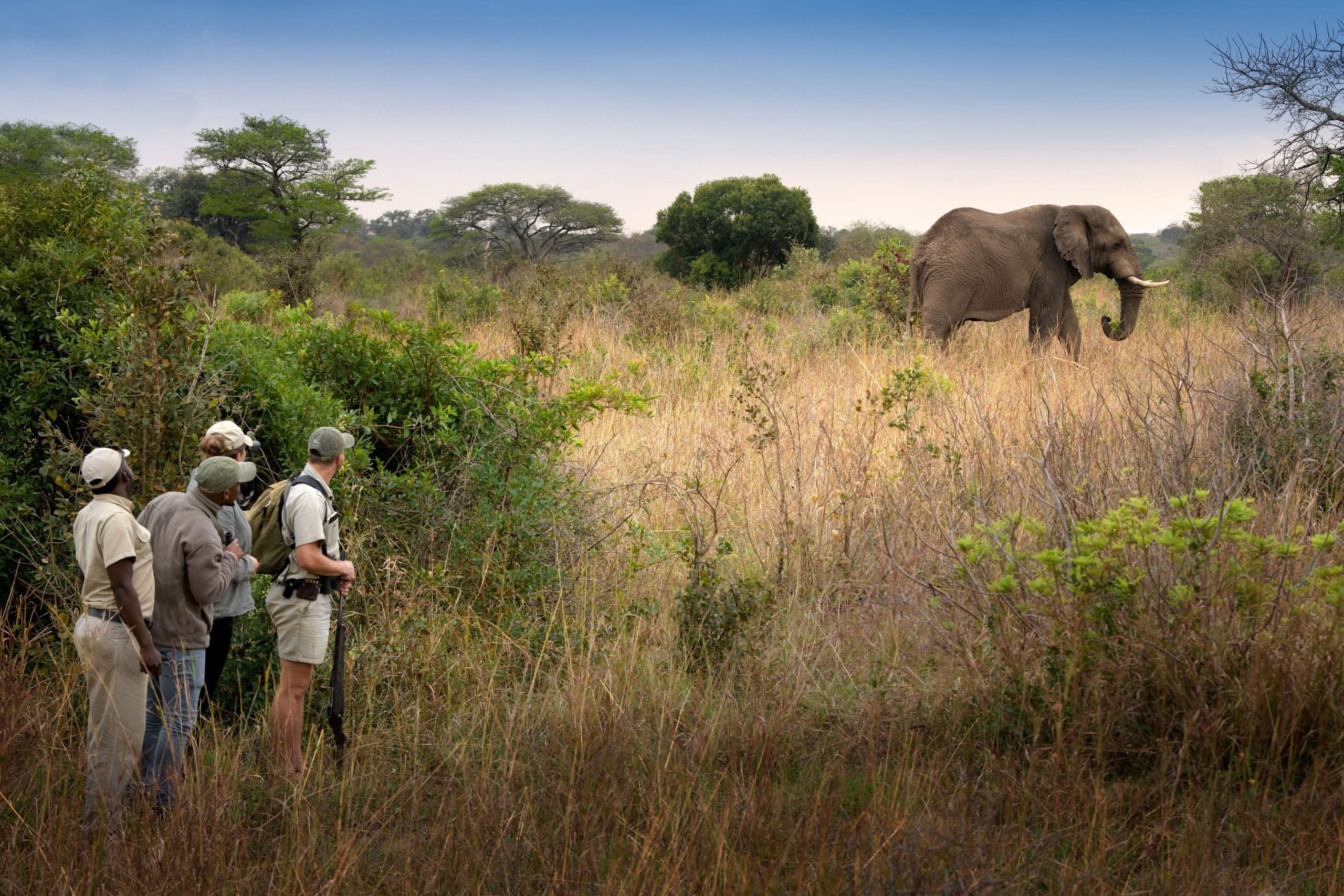 Big game walking safari, Phinda Private Game Reserve, South Africa 