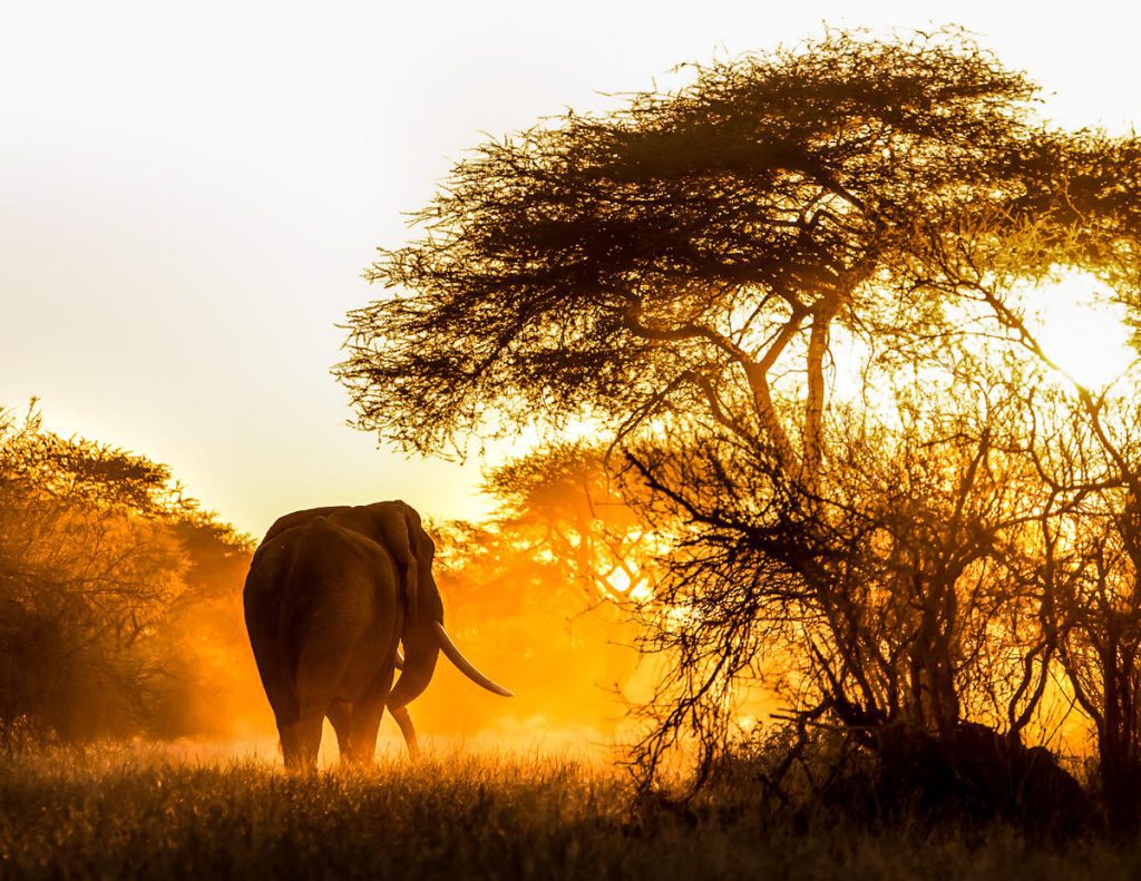 Singita Pamushana Lodge, Malilangwe Wildlife Reserve, Zimbabwe