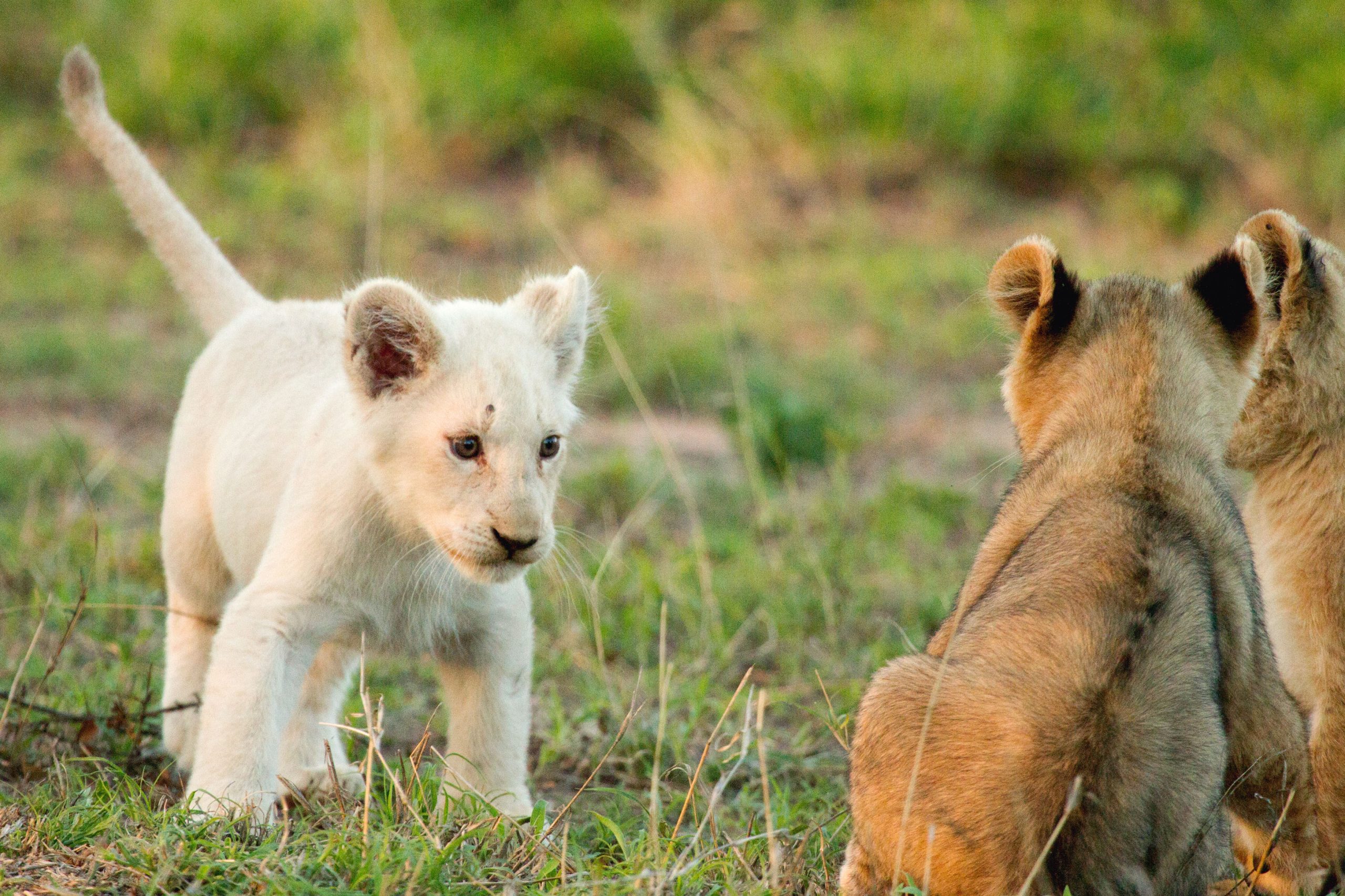 The white lions in Kruger National Park, South Africa