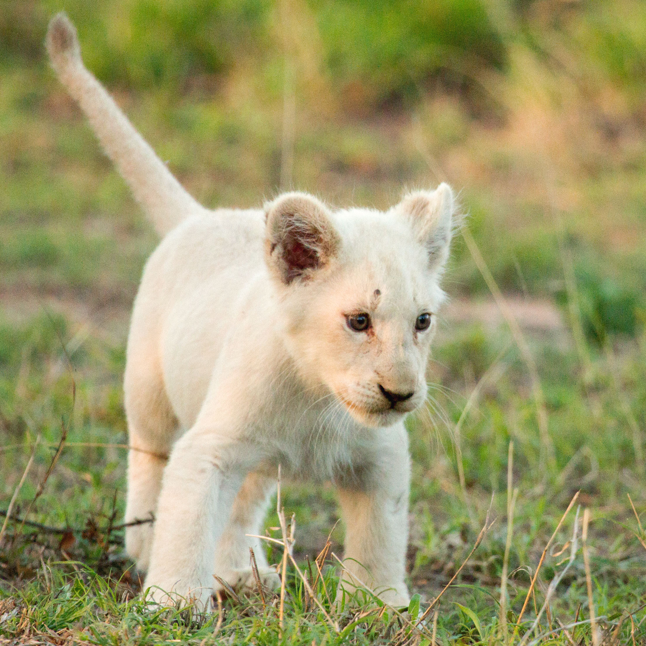 Ngala Private Game Reserve | Kruger National Park 