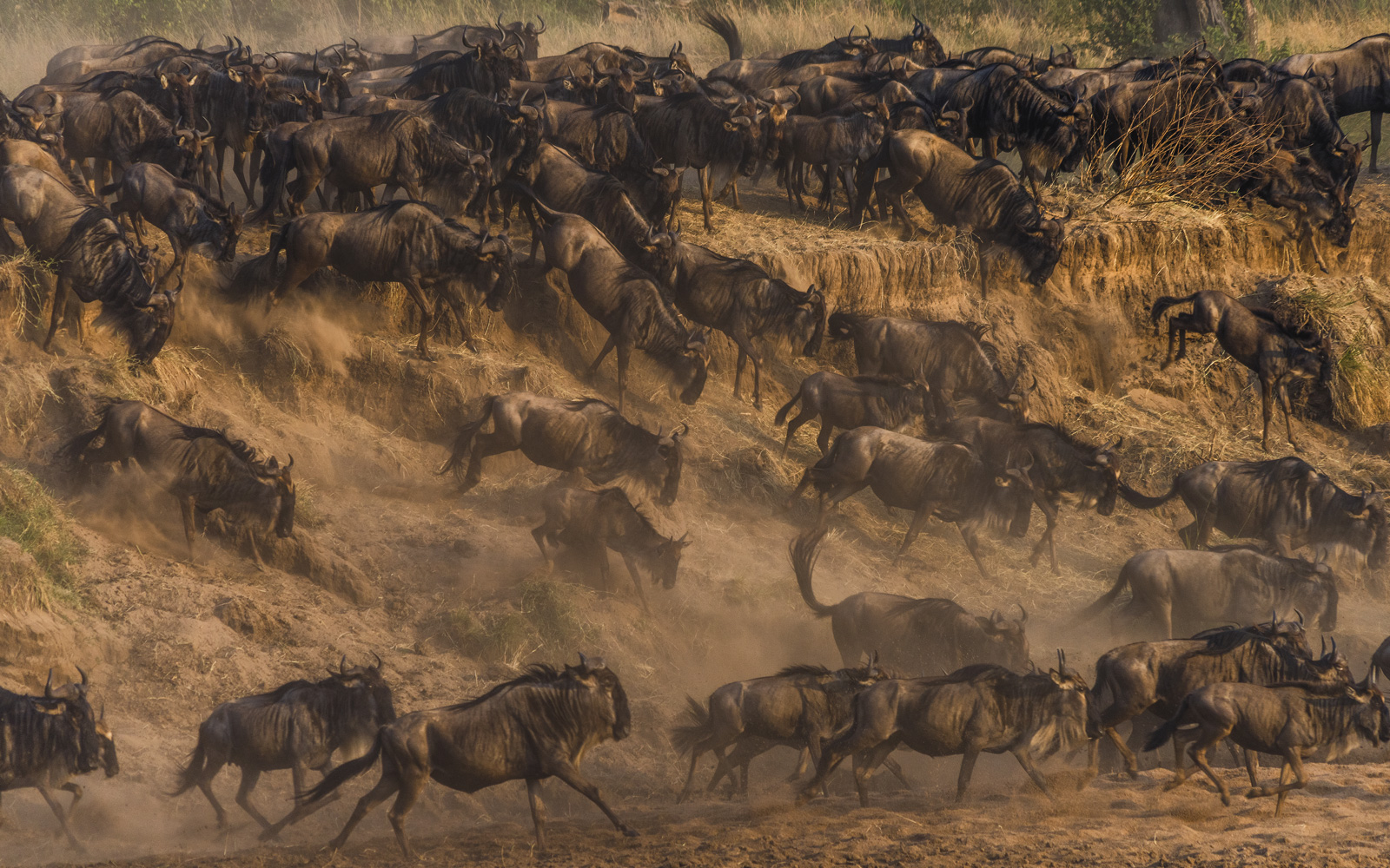 Masai Mara River Crossing | Kenya 