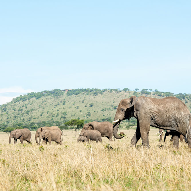 Exclusive Serengeti, Ruaha and Nyerere 