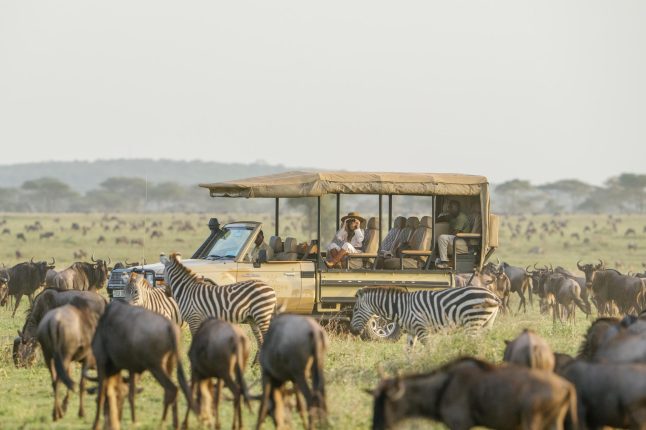 game-drive-amidst-the-migration Serengeti Bushtops, Serengeti National Park, Tanzania