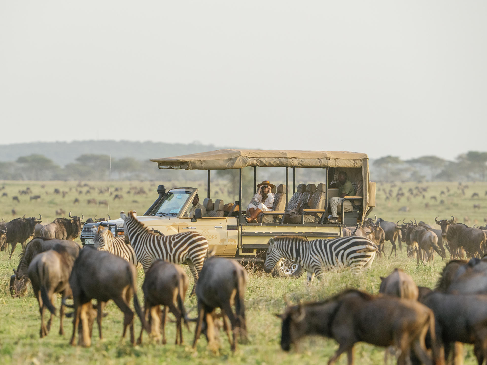 Herds Begin to Move North  