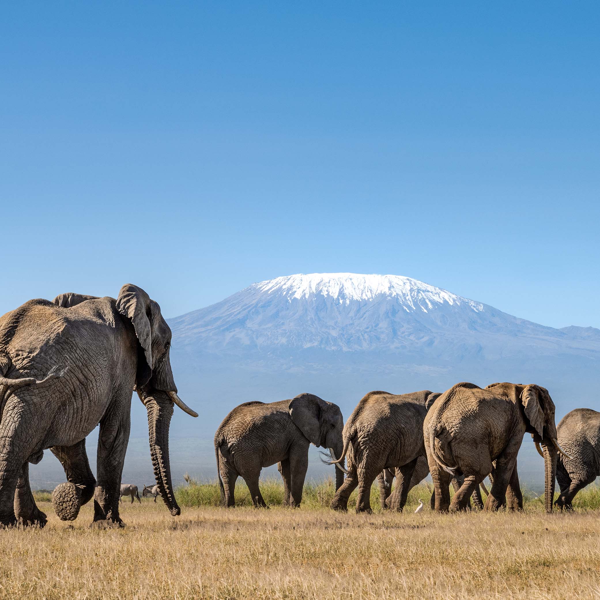 Amboseli National Park | Kenya 