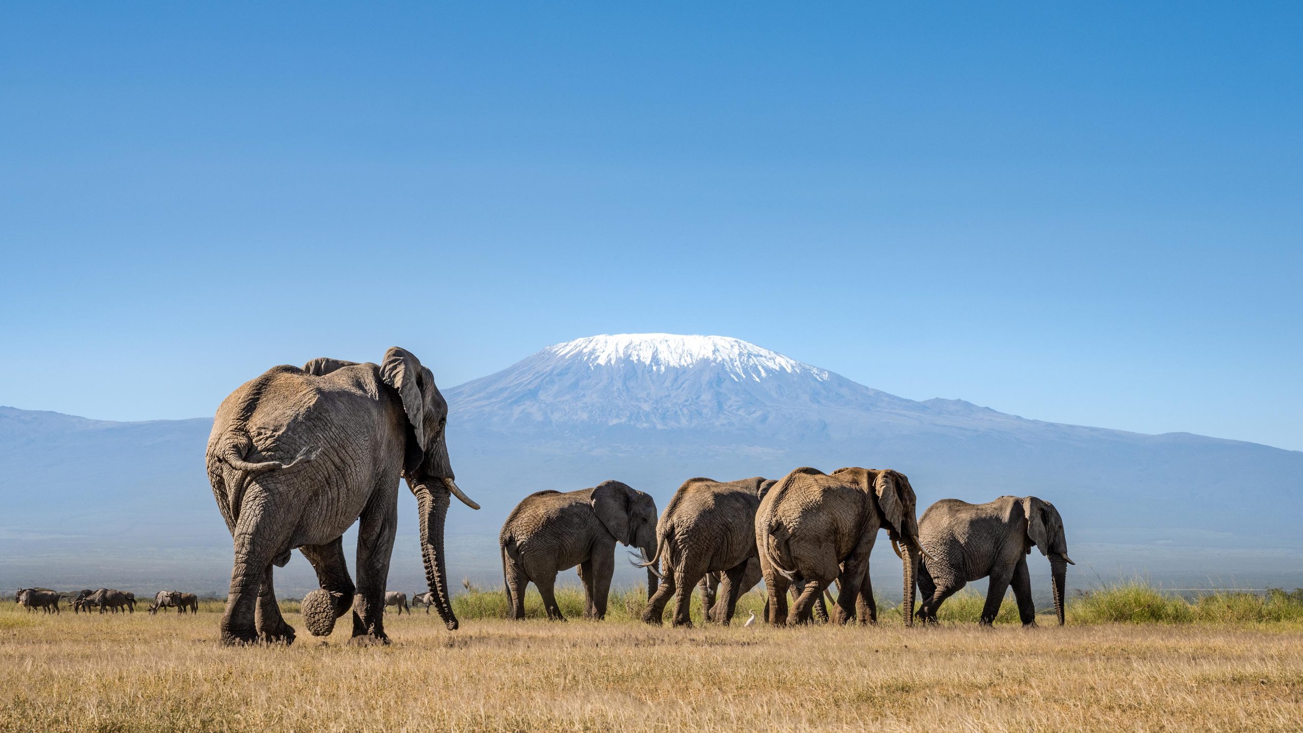 Elephants with Mount Kilimanjaro in the background, Amboseli National Park, Kenya.