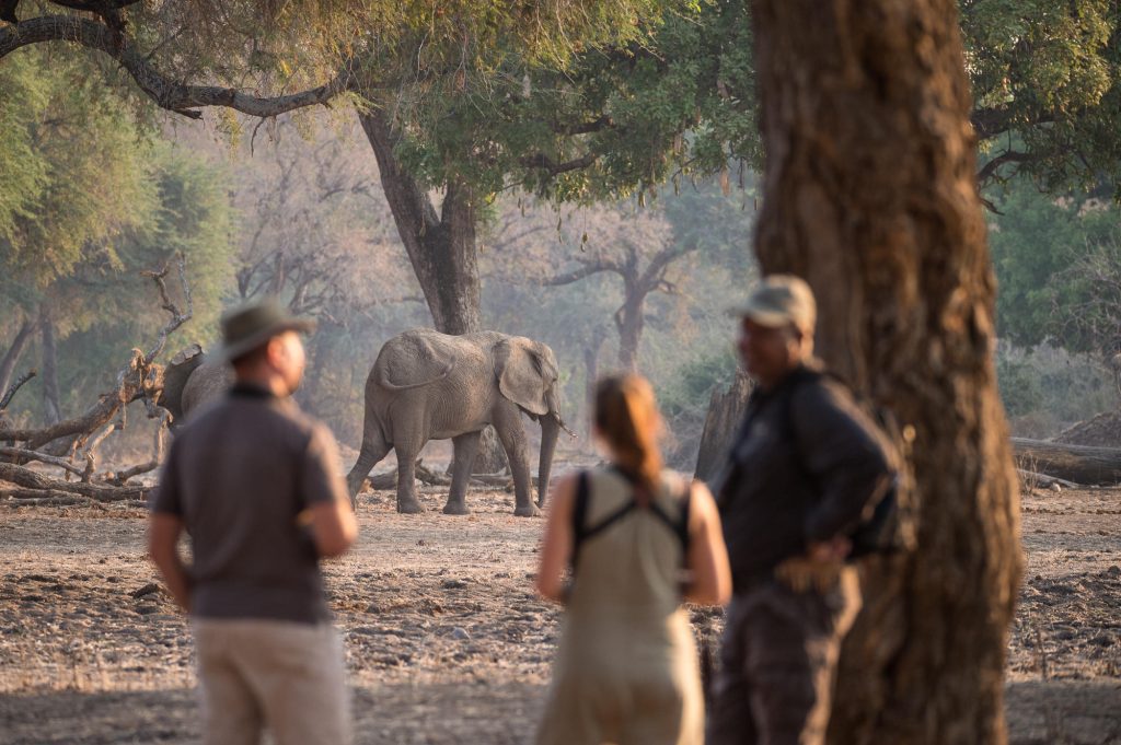 Wilderness Chikwenya, Mana Pools, Zimbabwe