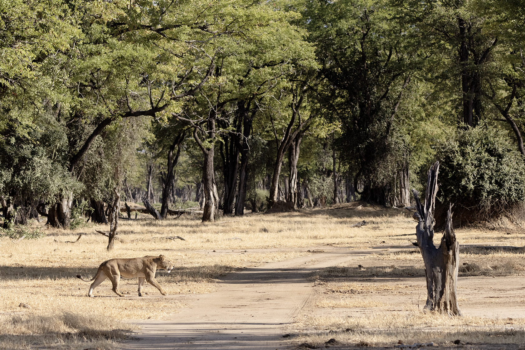 Lion crossing Mopane forest, Ruckomechi, Mana Pools, Zimbabwe.