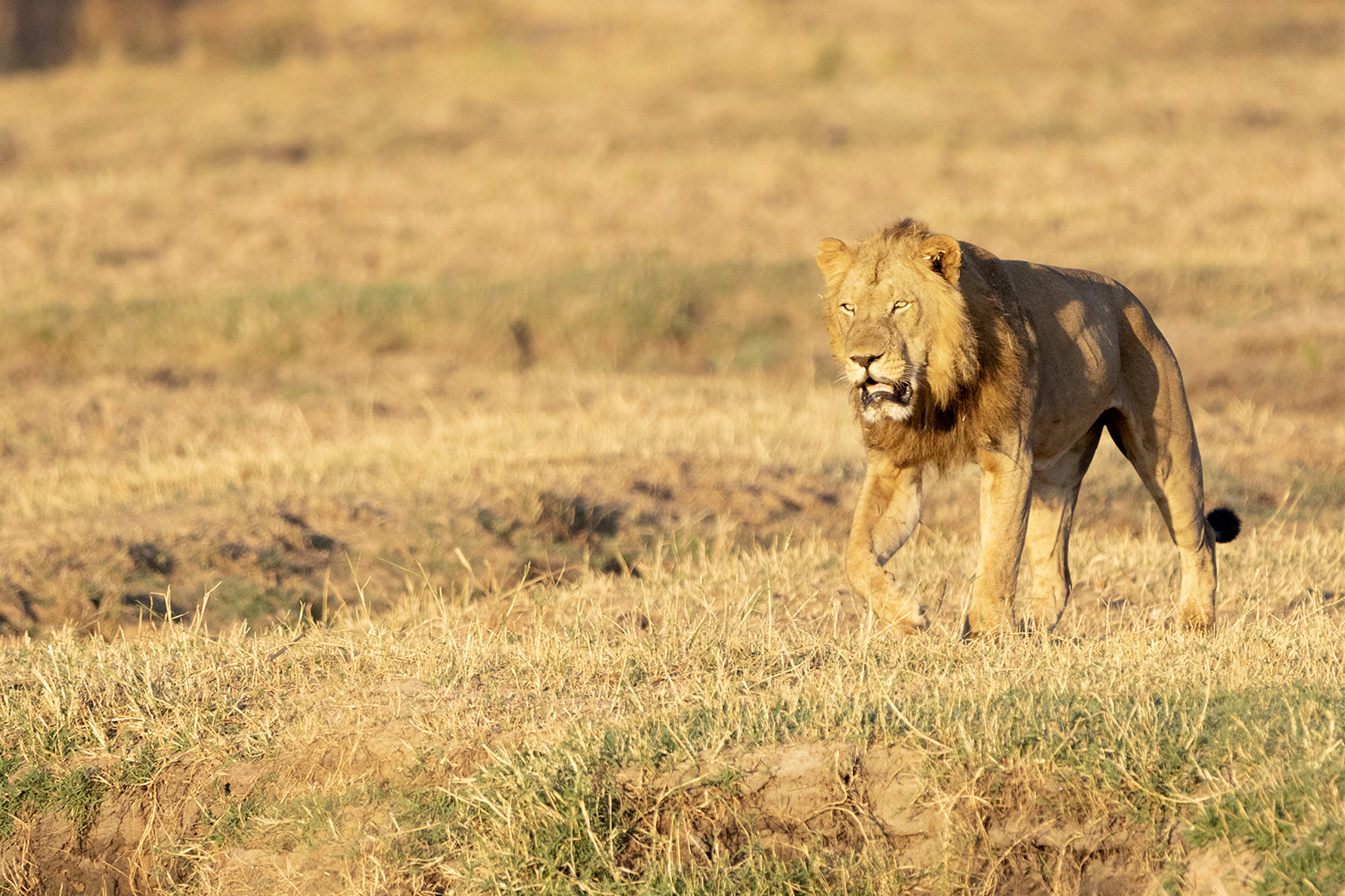 Above Image: a male lion patrolling the bank of the Zambezi River after chasing another male out. Mana Pools, Zimbabwe. 