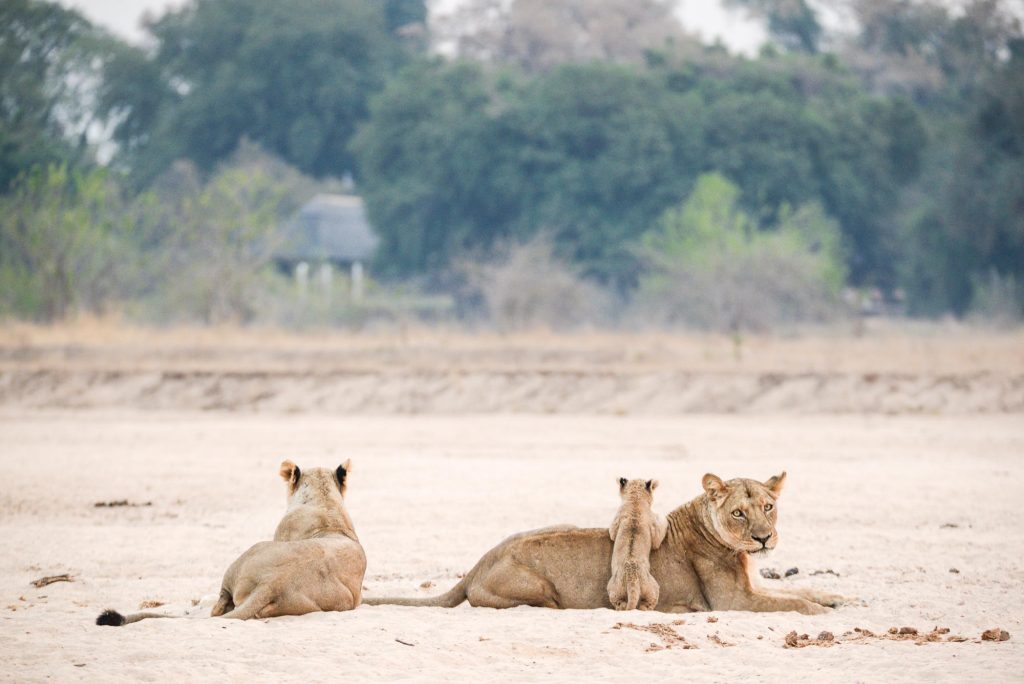 Wilderness Chikwenya, Mana Pools, Zimbabwe