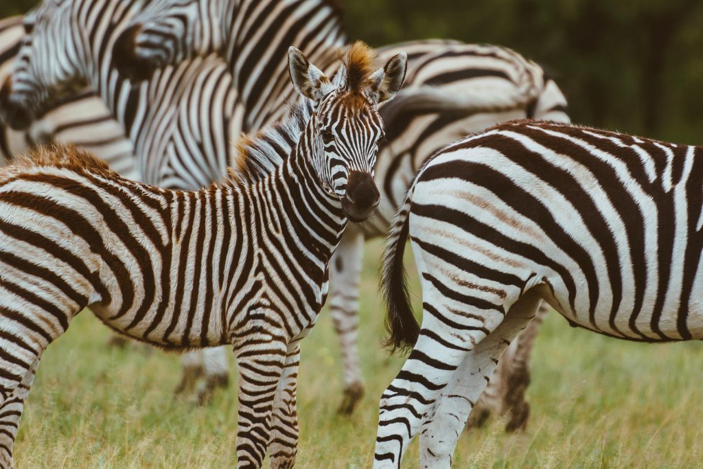 African Bush Camps Migrations Expeditions, Nxai National Park, Botswana