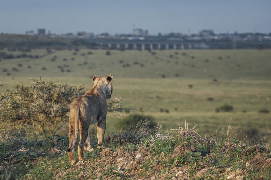 The Emakako, Nairobi National Park, Kenya