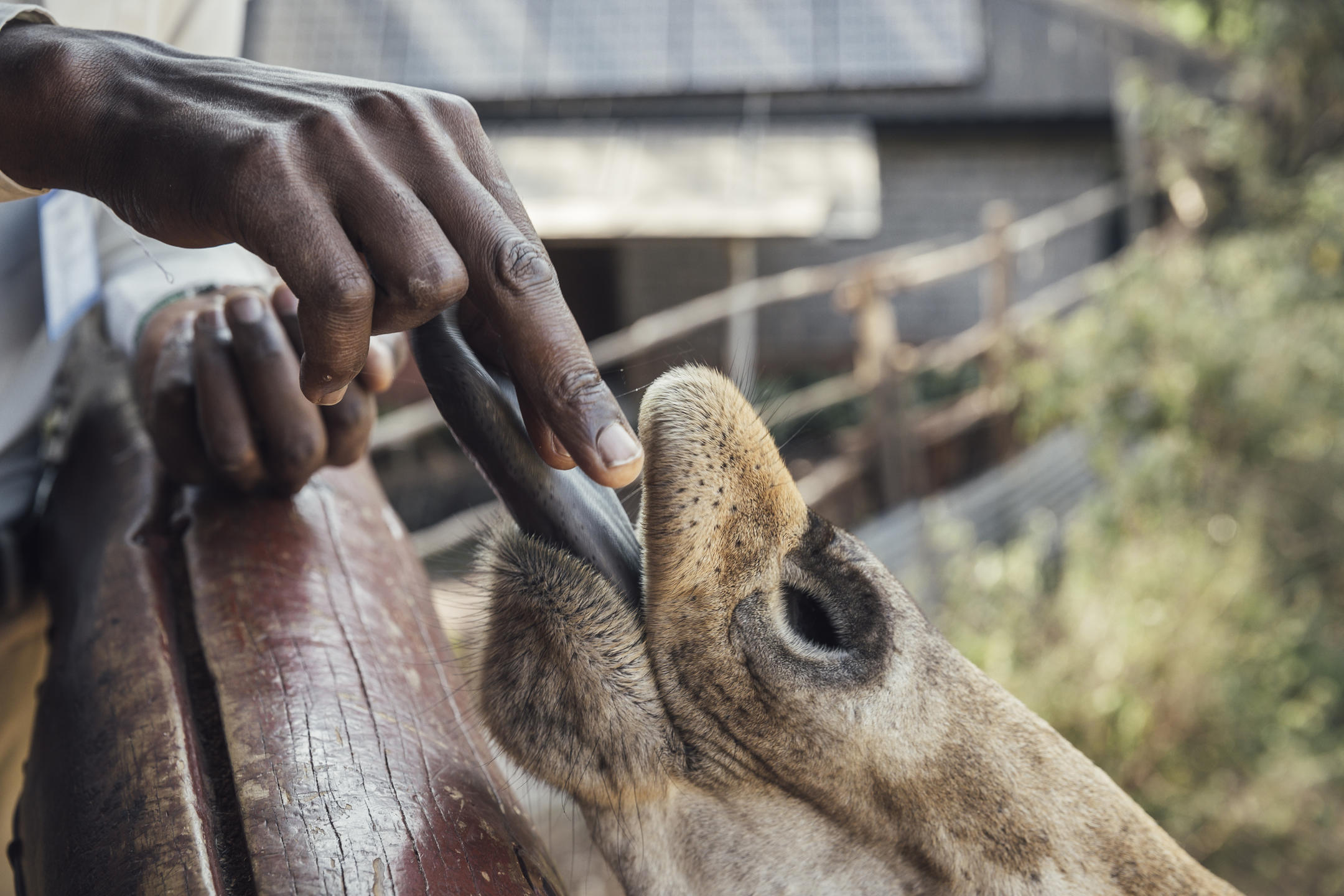 The Emakako, Nairobi National Park, Kenya