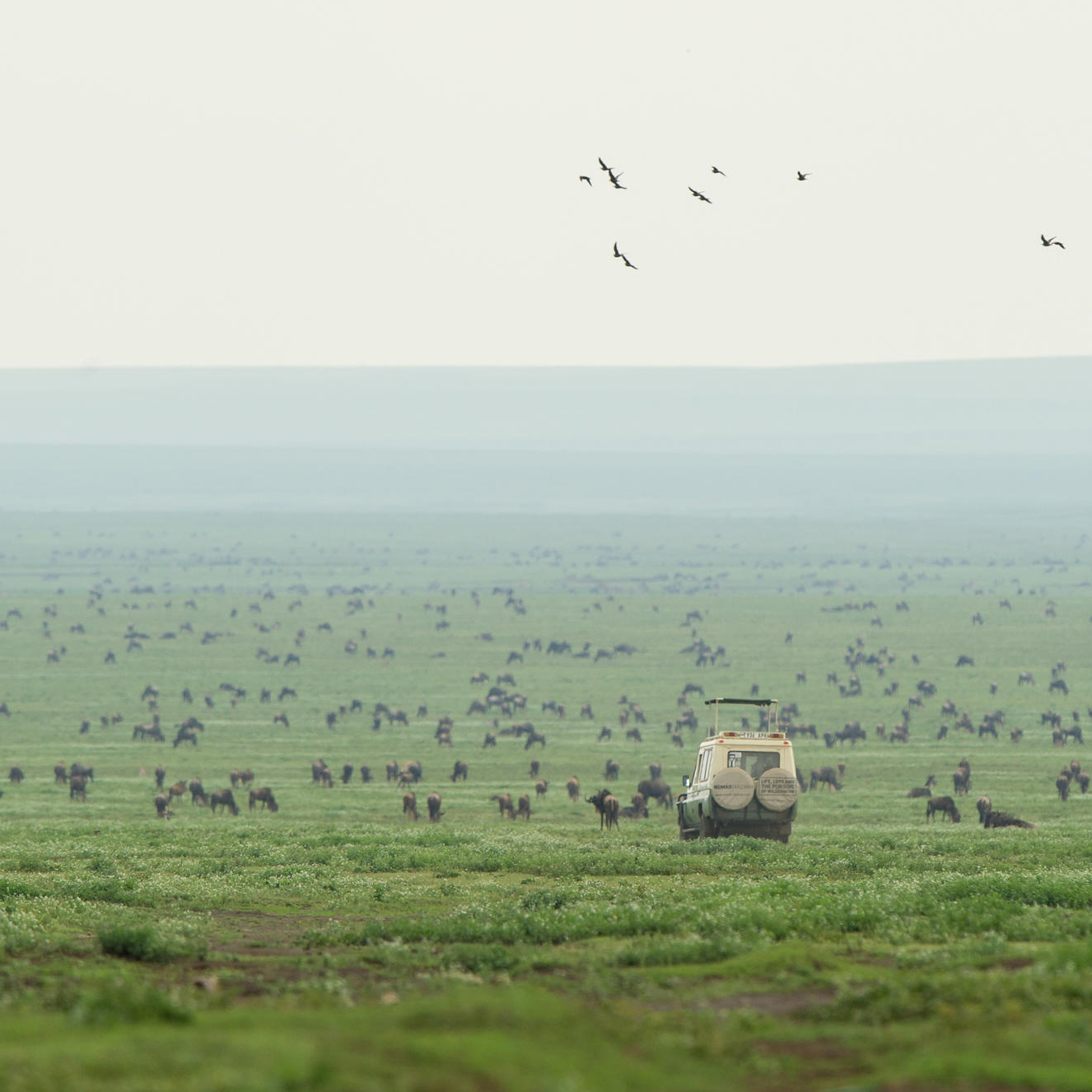 Southern Serengeti | Luxury Tented Camps 