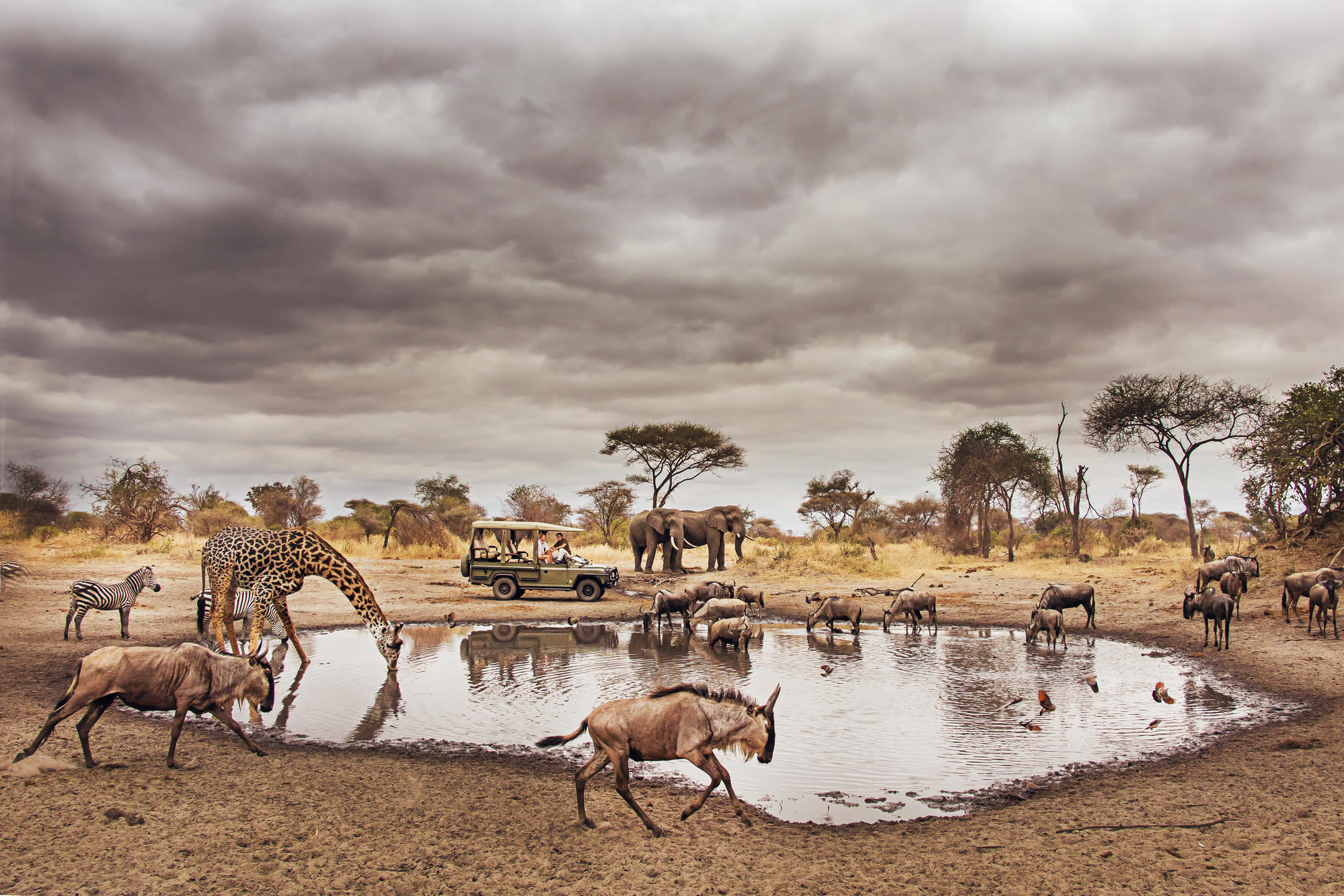 Little Chem Chem, Tarangire National Park, Tanzania