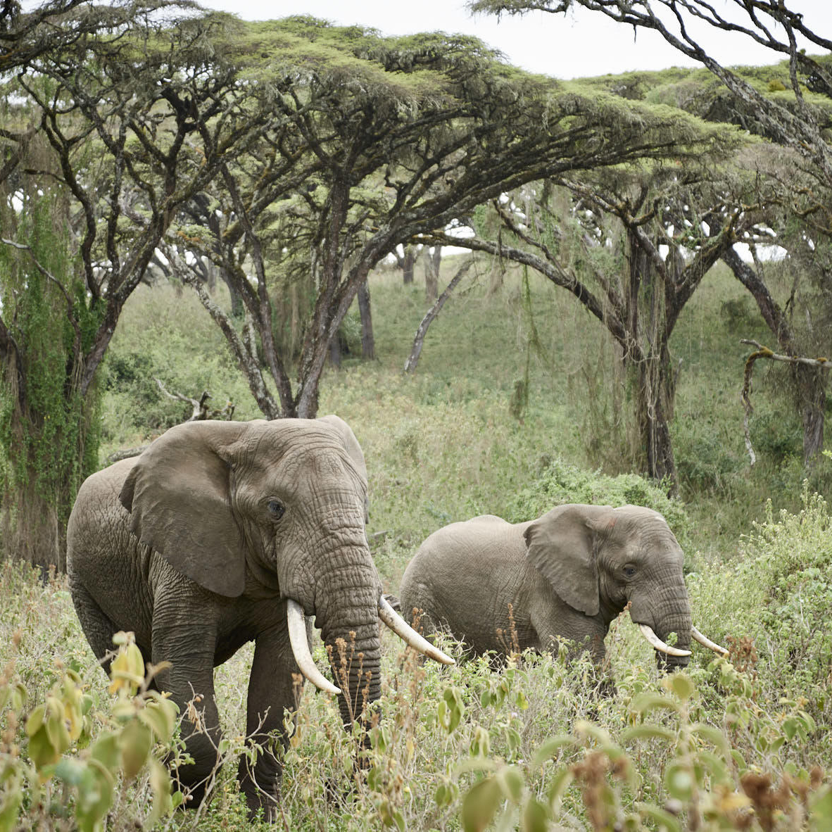 Ngorongoro Crater 