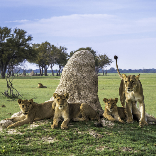 Hwange National Park | Ngamo Plains  