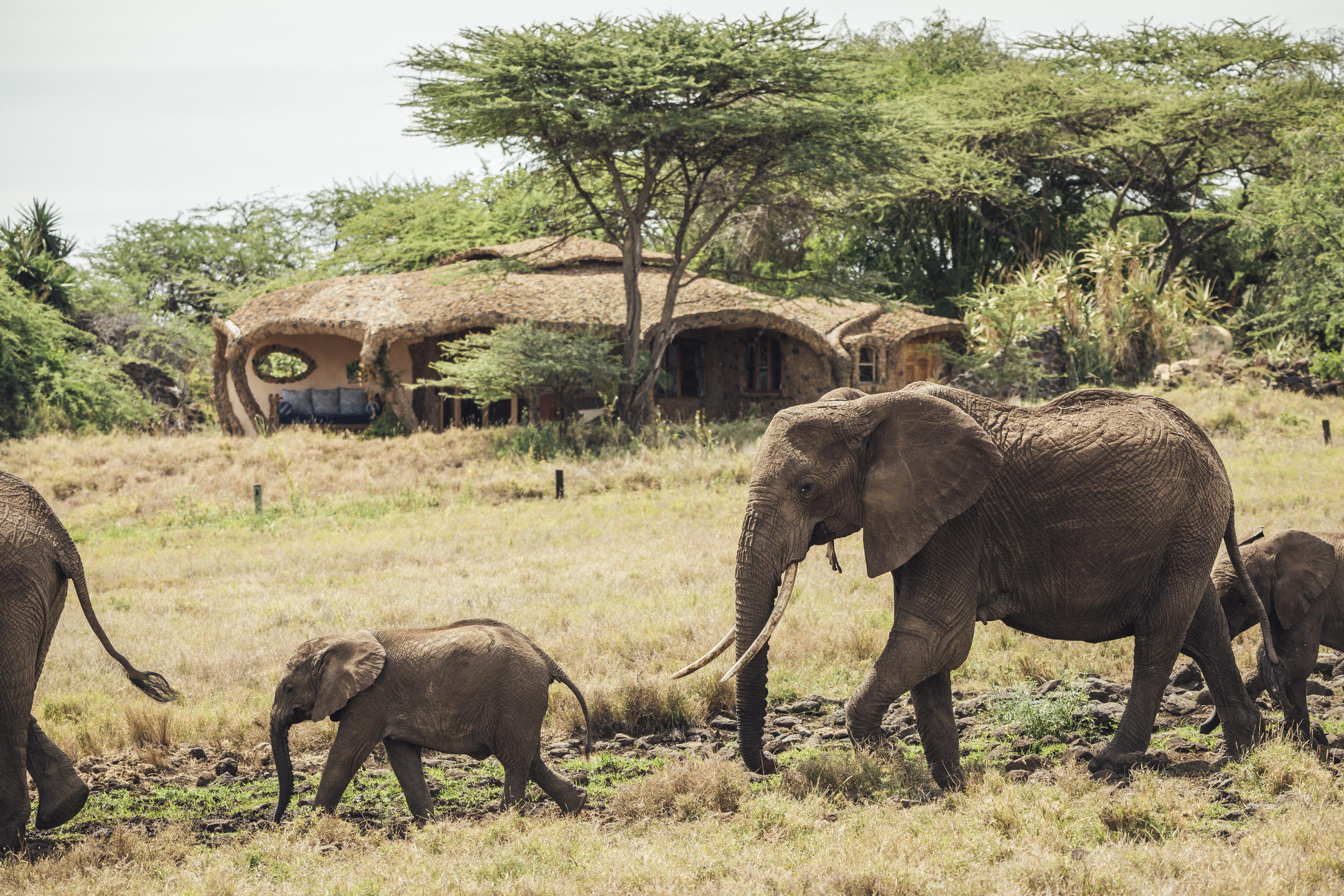 Lewa House, Lewa Conservancy, Laikipia, Kenya