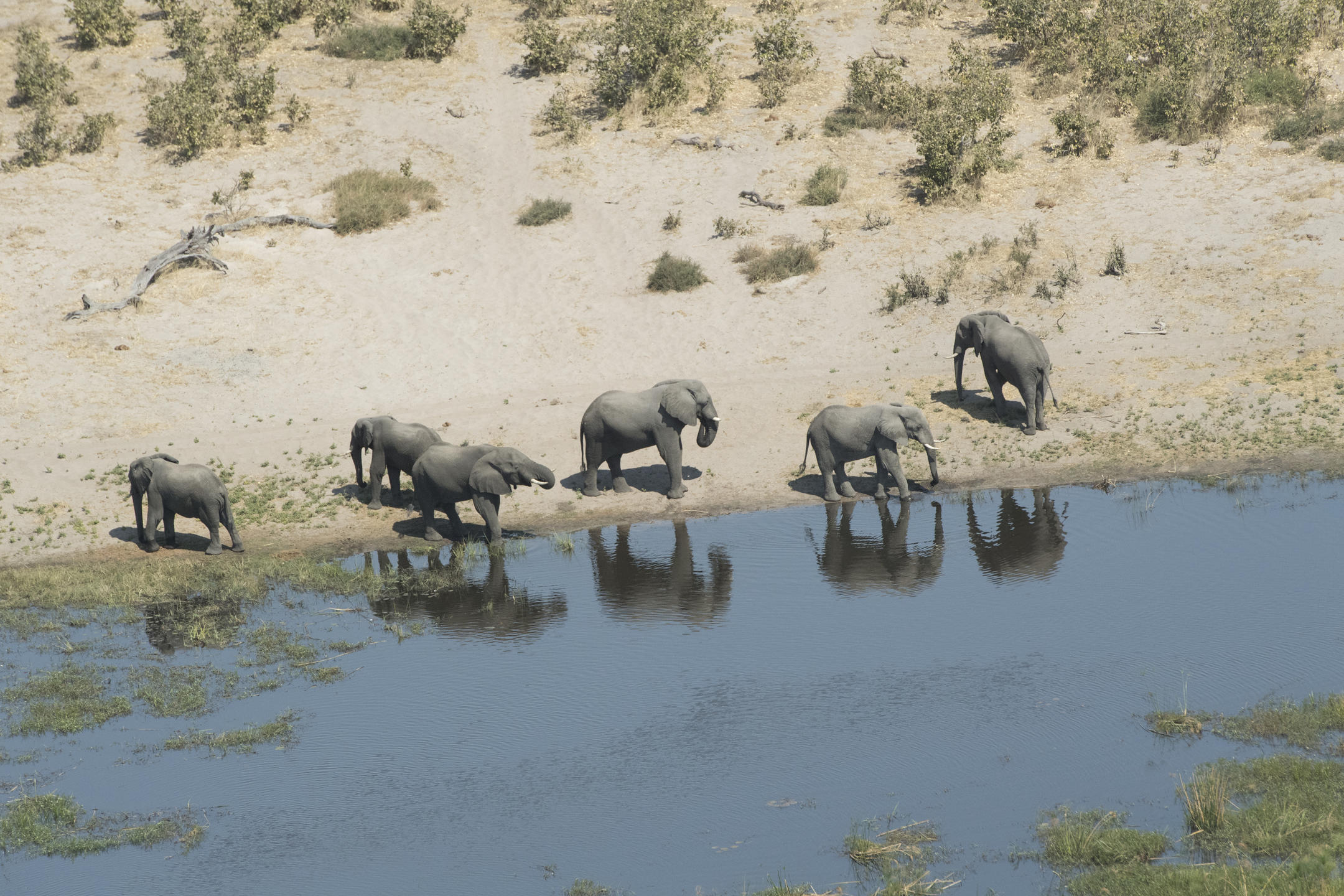 African Bush Camps Linyanti Ebony