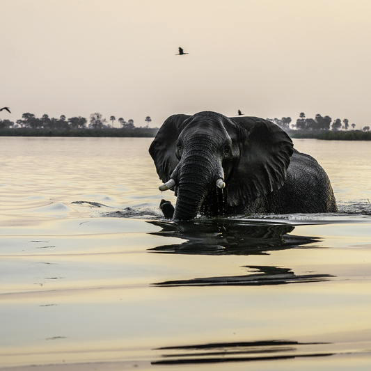 Linyanti Wildlife Reserve