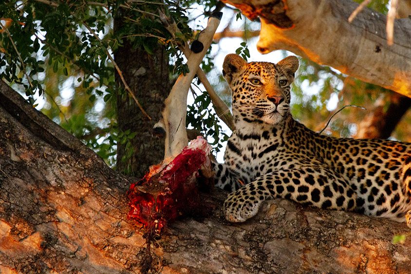 male_leopard_sm_ngala_pvt_game_reserve_2019_lr_web