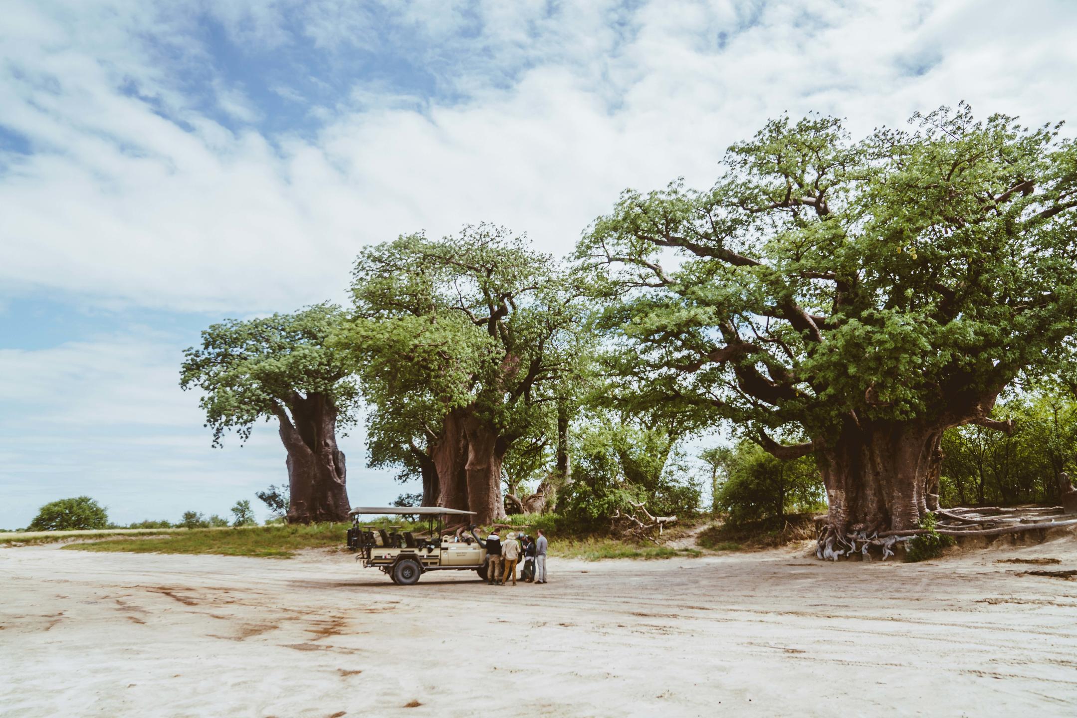 African Bush Camps Migrations Expeditions, Nxai National Park, Botswana