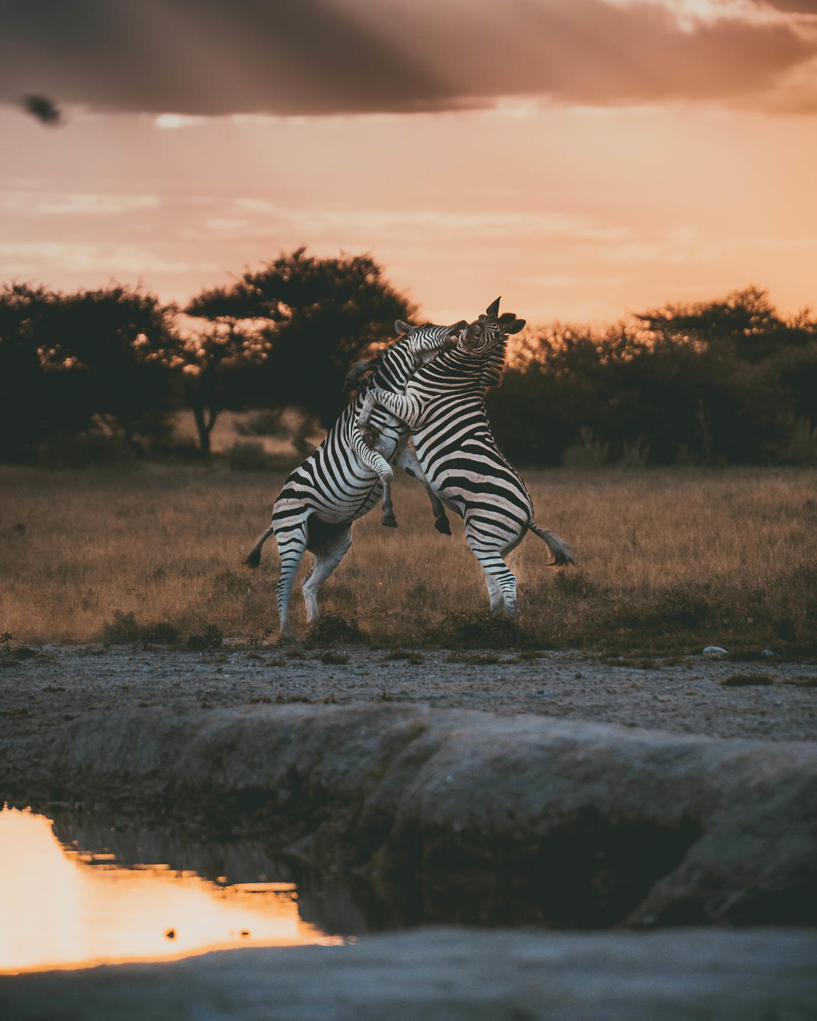 African Bush Camps Migrations Expeditions, Nxai National Park, Botswana