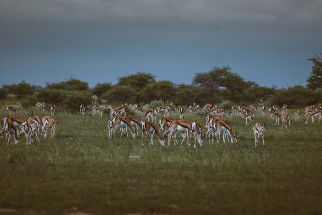 African Bush Camps Migrations Expeditions, Nxai National Park, Botswana