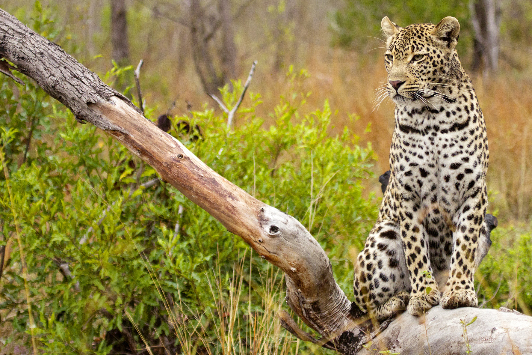 Leopard at Kirkman's Kamp, Sabi Sand Game Reserve, South Africa