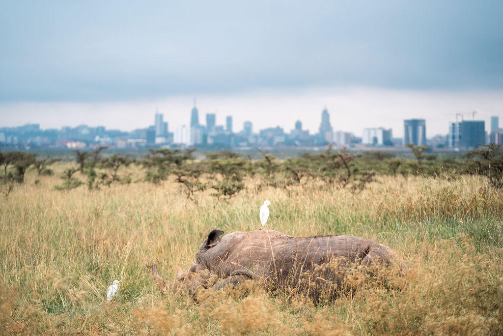 The Emakako, Nairobi National Park, Kenya