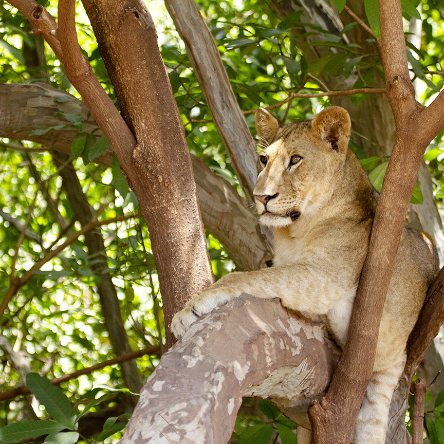 Lake Manyara National Park, tree climbing lion.