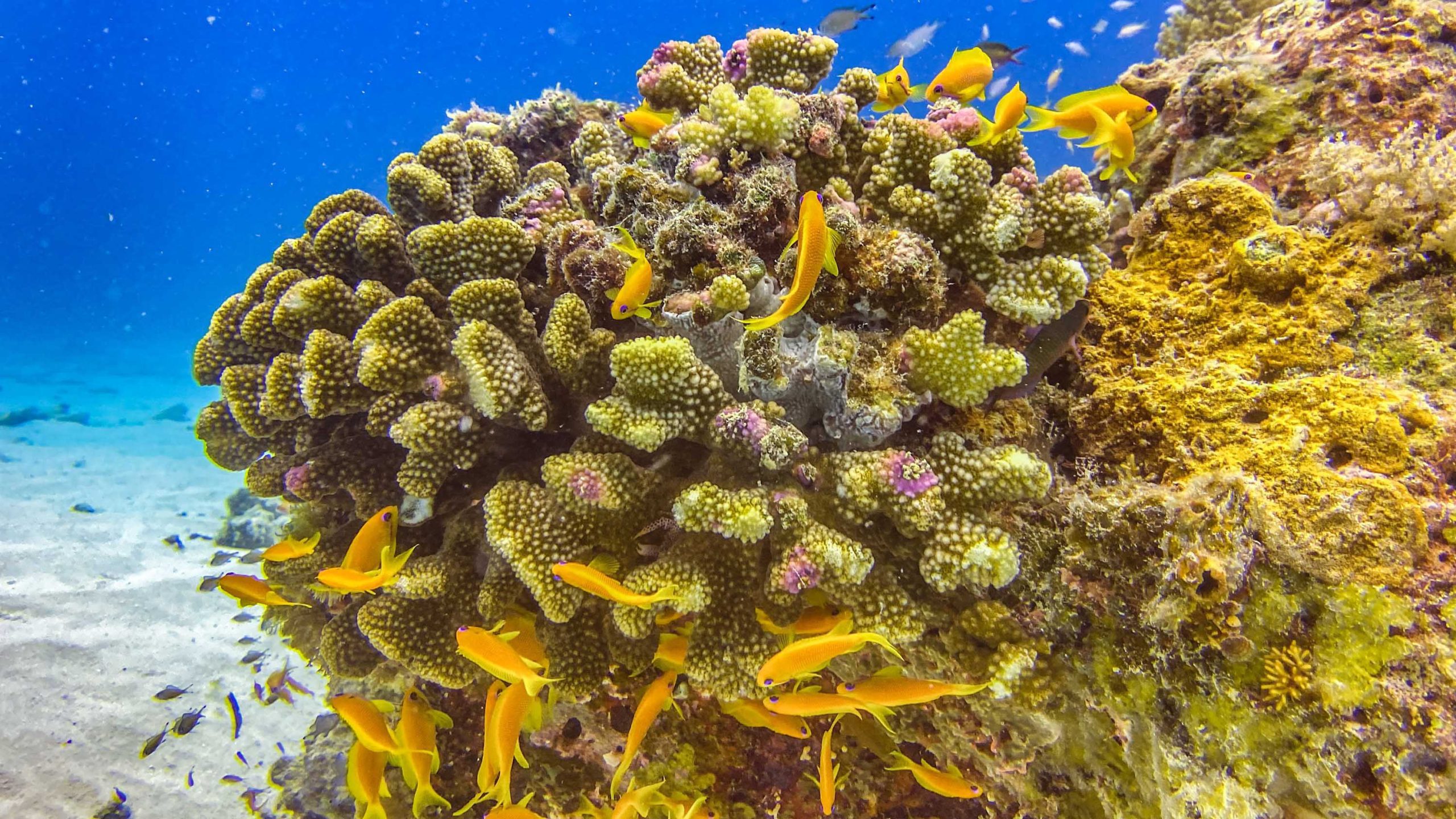 Mnemba Island, Zanzibar, Tanzania