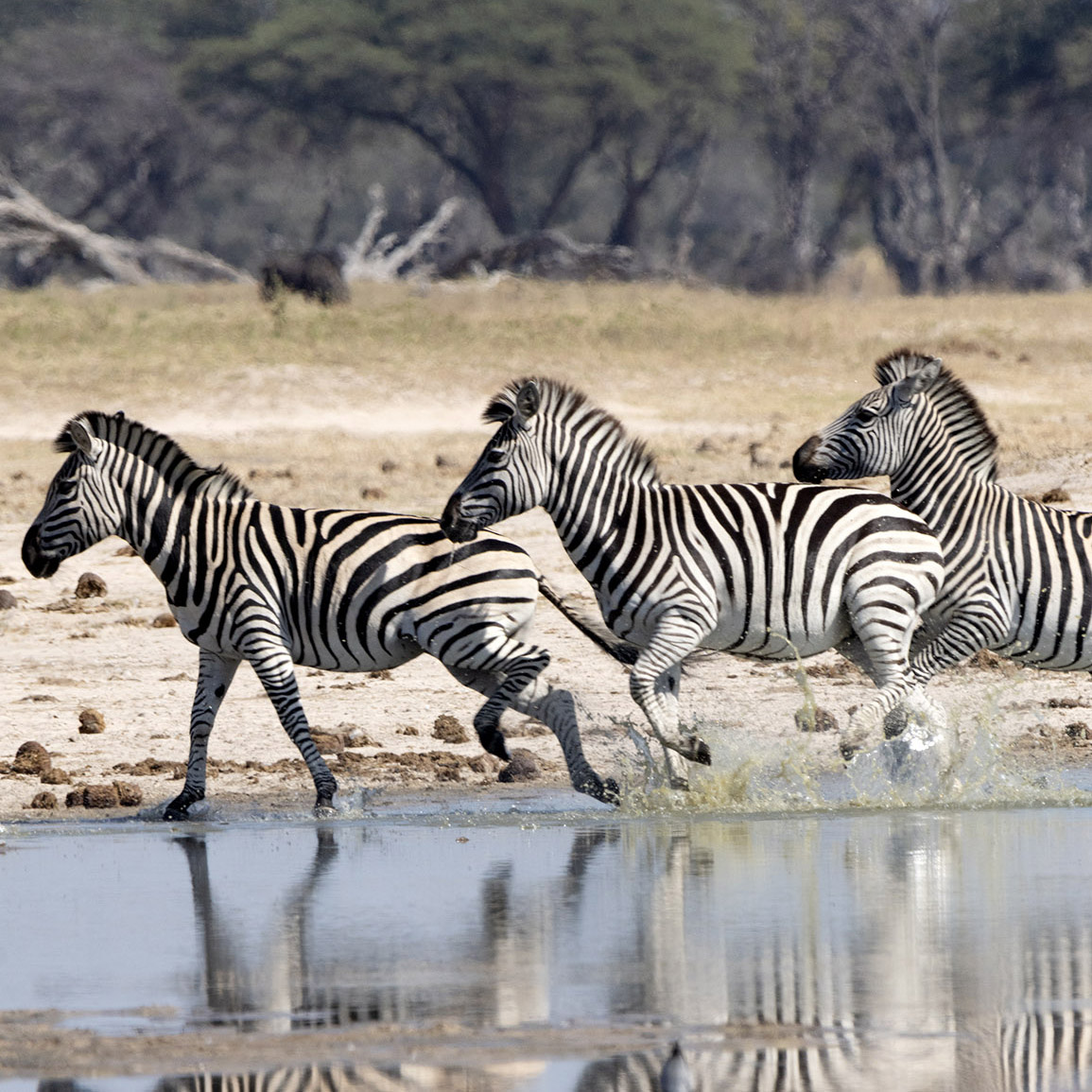 Nxai National Park | Zebra Migration 