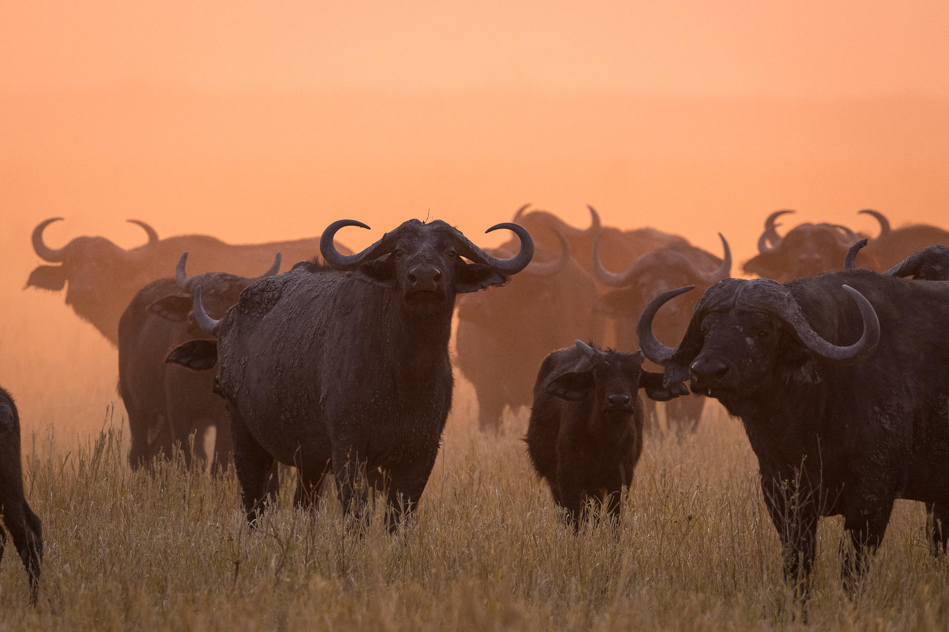 buffalo at sunset 1