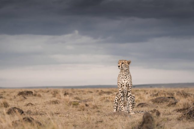 Little Governors’ Camp, Masai Mara National Reserve, Kenya