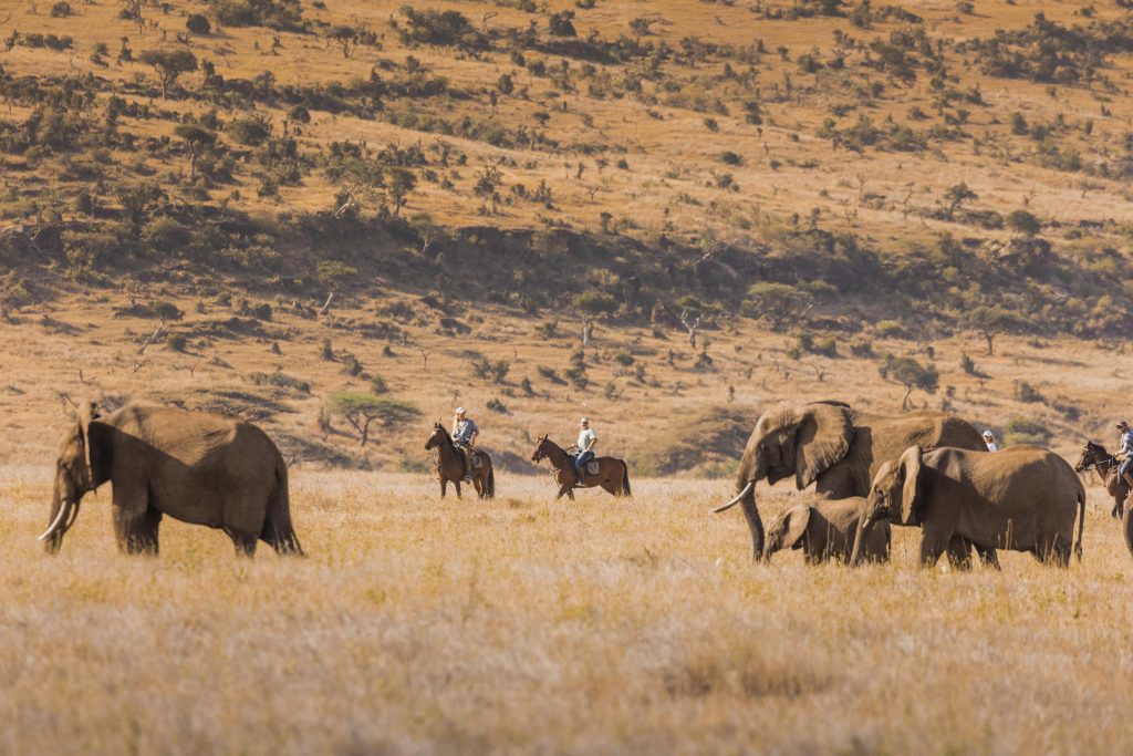 Lewa Wilderness, Lewa Conservancy, Kenya