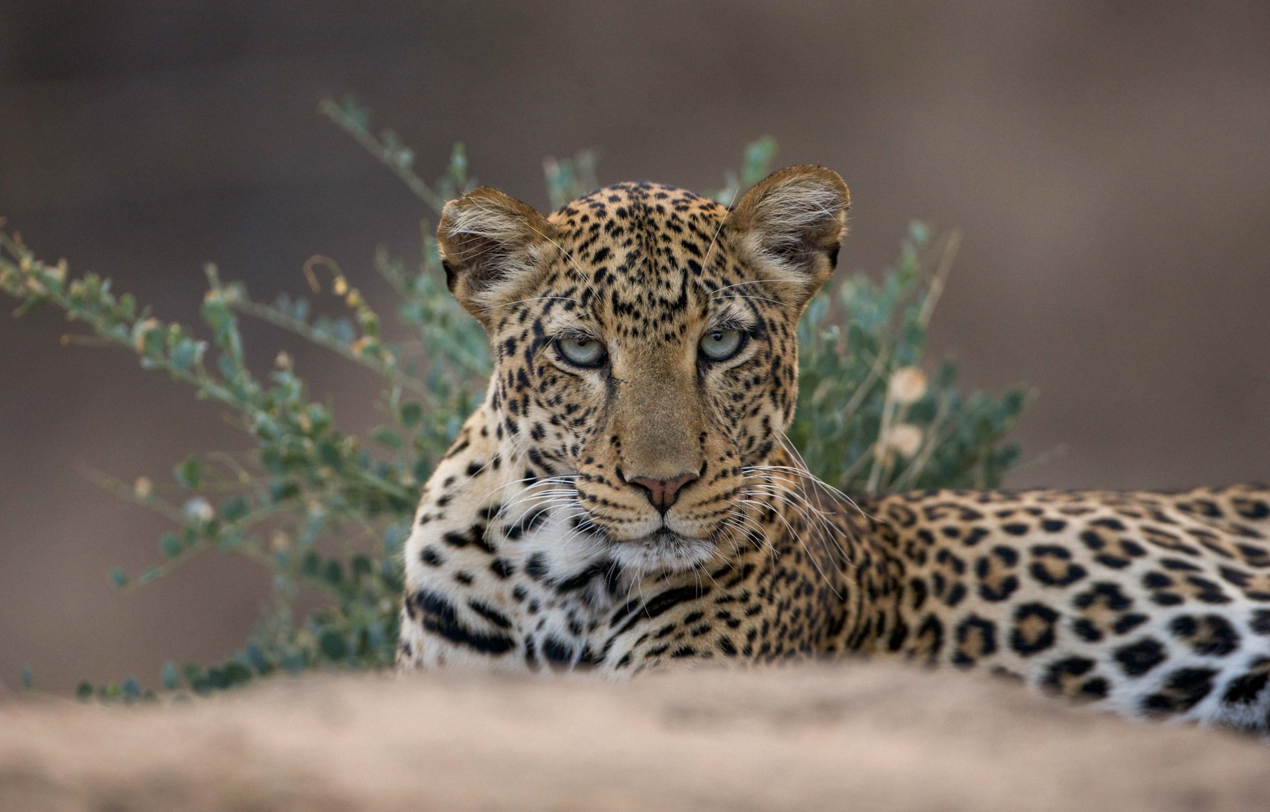 Sarara Camp, Laikipia Plateau, Kenya