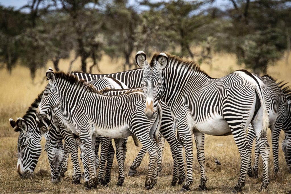 Segera Retreat, Laikipia Plateau, Kenya