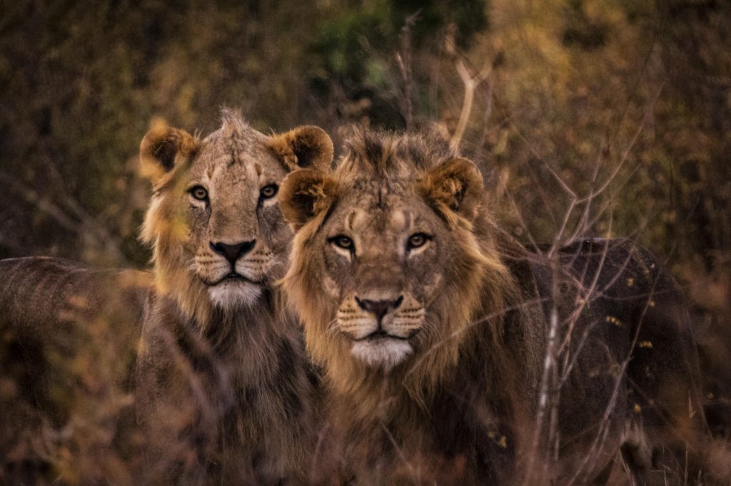 Segera Retreat, Laikipia Plateau, Kenya