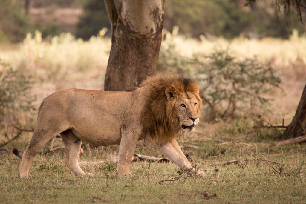 Solio Lodge, Laikipia Plateau, Kenya