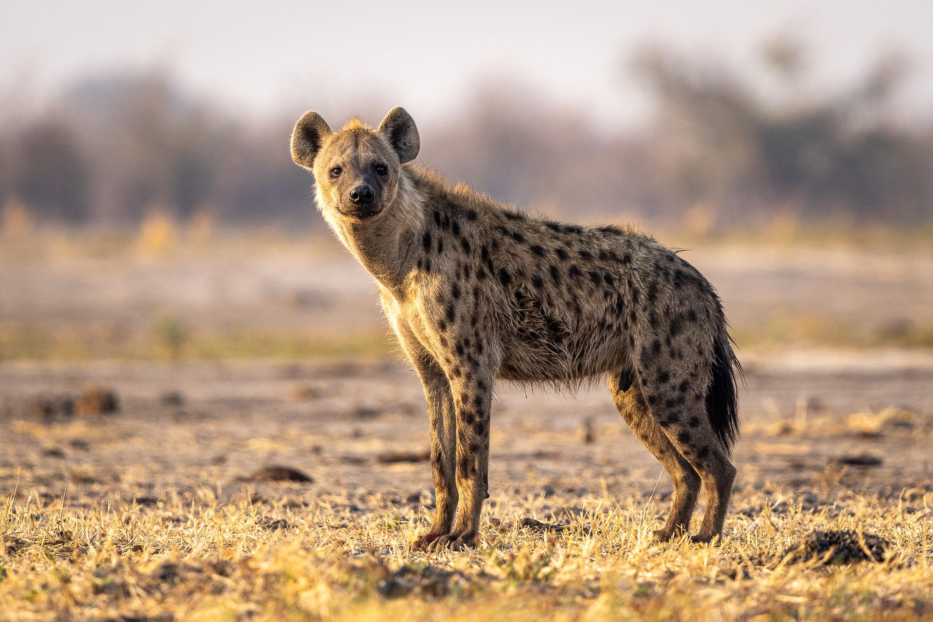 spotted hyena 1