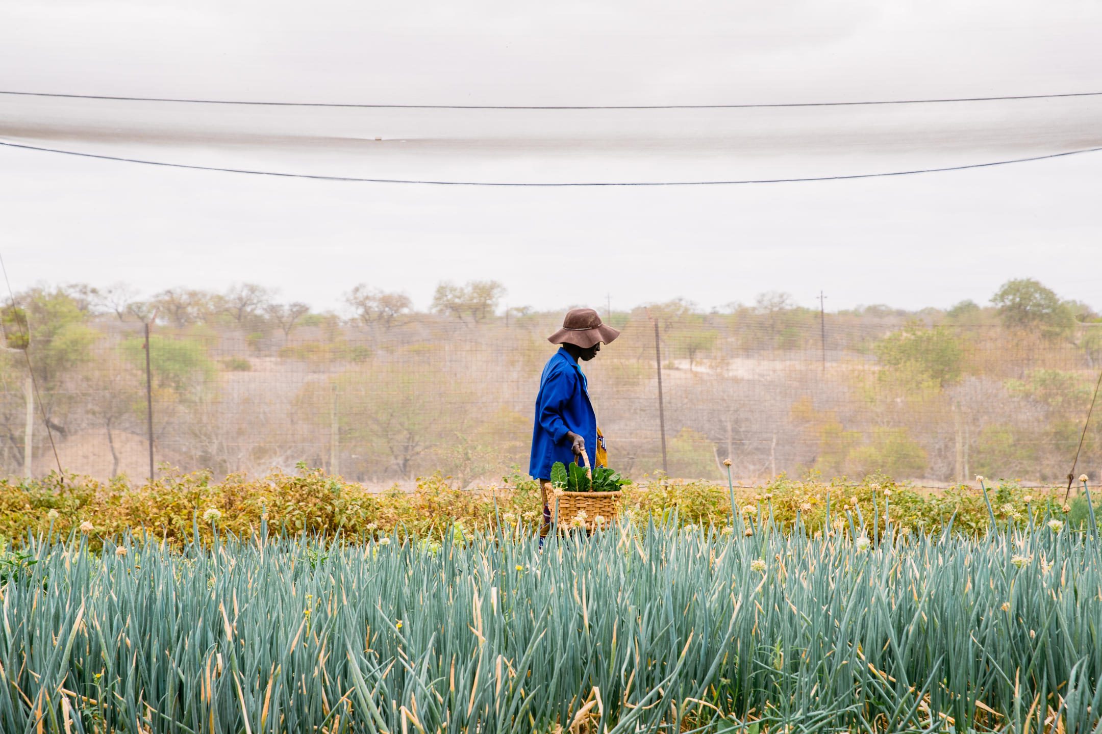 tb community 1000 herbs veg garden fr 001 1