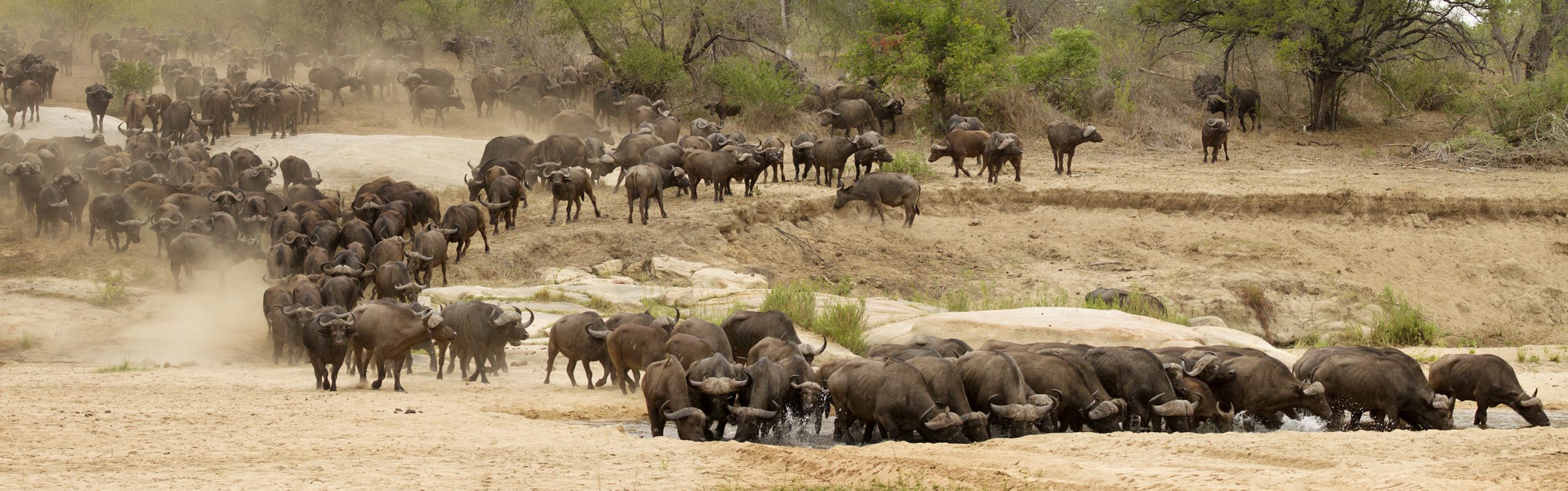 Buffalo herd, Sabi sand Game Reserve, South Africa 