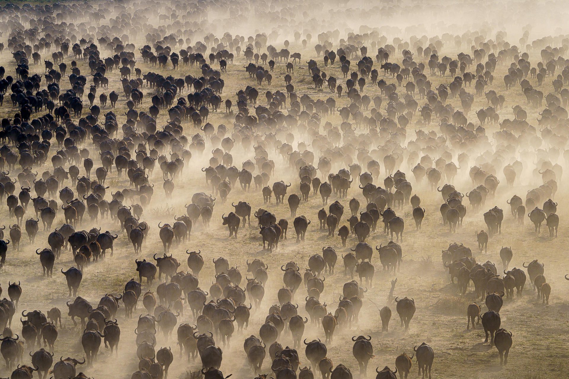 buffalo herd